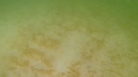 Minos in murky water Stock Footage 42721031