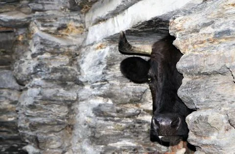 Minotaur Stock Photos