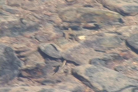 MinowsInGAStream-DV NTSC Stock Footage 488241