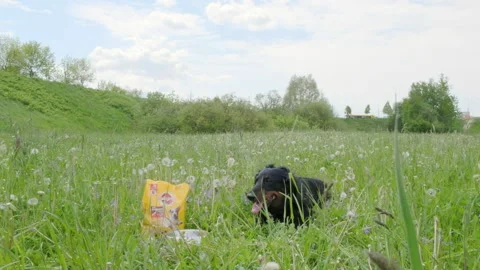 Minsk / Belarus - 05.31.2020: Dachshund Lies on the Grass Next to the Feed. Stock Footage
