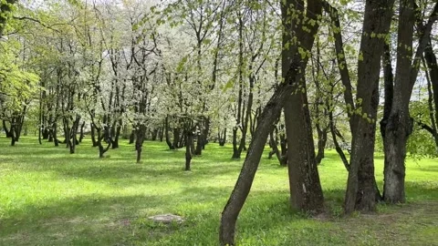 Minsk24 Stock Footage 316715182