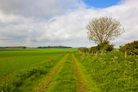 Minster way with ash tree Stock Photos