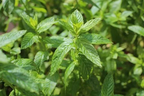 Mint 01 Stock Photos