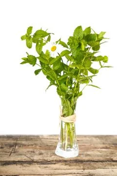 Mint and daisy flower Stock Photos