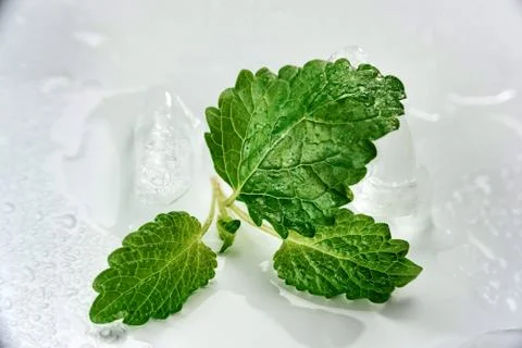 Mint and ice Stock Photos