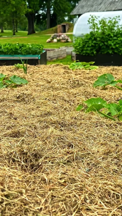 Mint and zucchini plants growing in mulched vegetable garden with rustic house Stock Footage 337386509