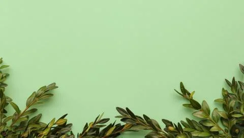 Mint background with greenery, space for text Stock Photos