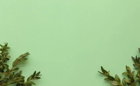 Mint background with greenery, space for text Stock Photos
