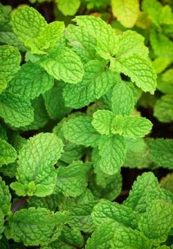 Mint background / Peppermint leaf green plants in garden herbs Stock Photos