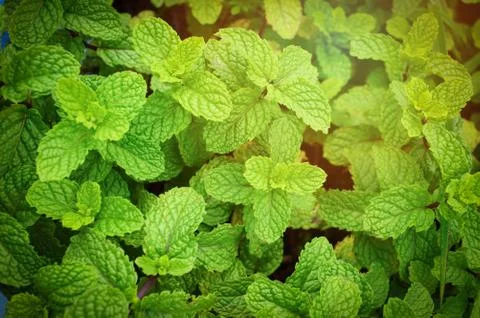 Mint background / Peppermint leaf green plants in garden herbs Foto stock
