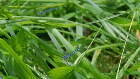 Mint Beetle meets Damselfly Video stock 98415844