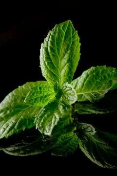 Mint on black background Stock Photos