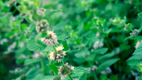 Mint bloom in the garden. Selective focus. Video stock 274208251