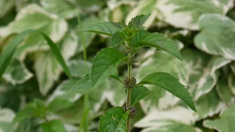 Mint blooming in the garden. Mentha piperita. HD video footage. Stock Footage