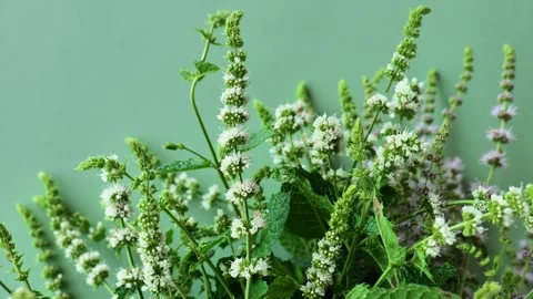 Mint blooming on a green background. bunch of peppermint Stock Footage 281650427