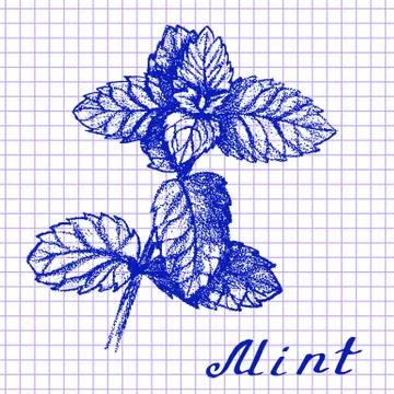 Mint. Botanical drawing on exercise book background Illustrazione stock