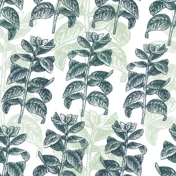 Mint branch seamless pattern. Vector background for design menu, packaging and 스톡 일러스트
