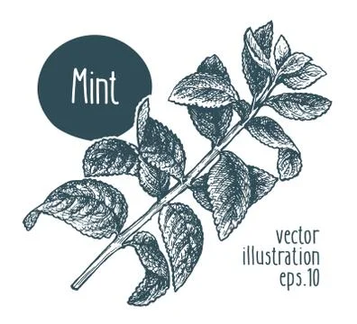 Mint branch. Vector illustration for design menu, packaging and recipes. Hand Illustrazione stock