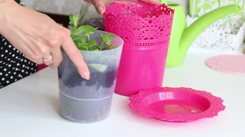 Mint branches are planted in a pot. A woman puts a pot in the pots. Stock Footage 133456148