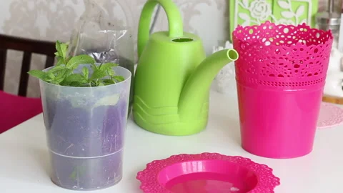 Mint branches are planted in a pot. Nearby is a watering can for watering. Stock Footage 133456161