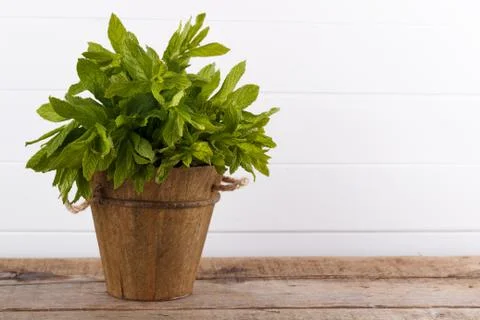 Mint in a bucket Foto stock