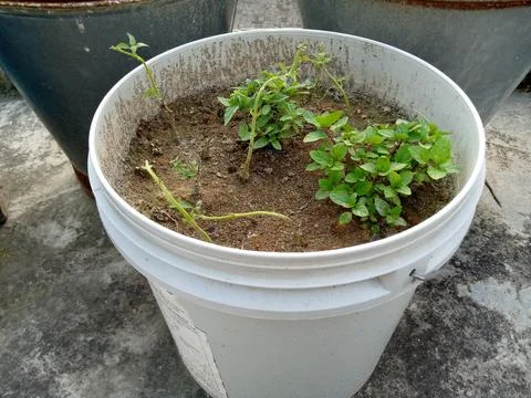 Mint in a bucket Stock Photos