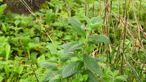 The mint bush of the peppermint M'ntha piper'ta sways in the wind. Stock Footage 140360454