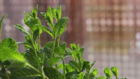 Mint bush, rotation in circle. green fresh mint Turning. Stock Footage 237706243