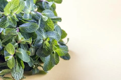 Mint bush on a yellow background Stock Photos