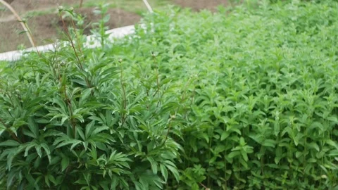 Mint bushes blown by the wind in the rain Stock Footage 136976639