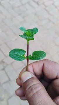 Mint can also be used to remove physical weakness. Stock Photos