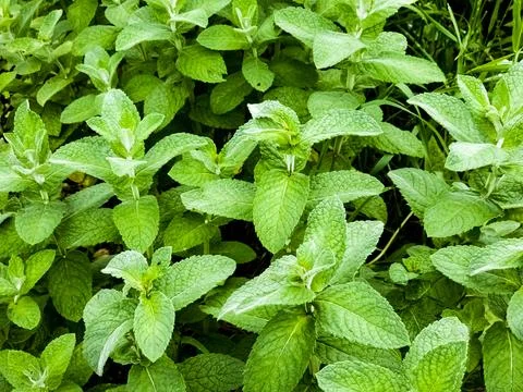 Mint close-up in the garden. Apple mint, or Mentha suaveolens, or downy min.. Stock Photos
