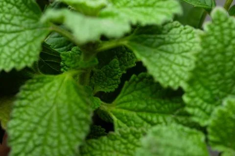Mint close up. Mint leaves texture. Soft focus Stock Photos