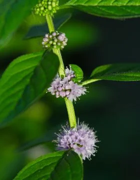 Mint close up Stock Photos