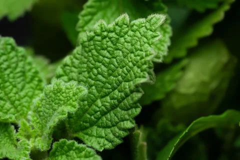 Mint close up. Texture of mint leaves. Soft focus Stock Photos
