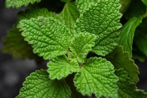 Mint close up. Texture of mint leaves. Selective soft focus Stock Photos