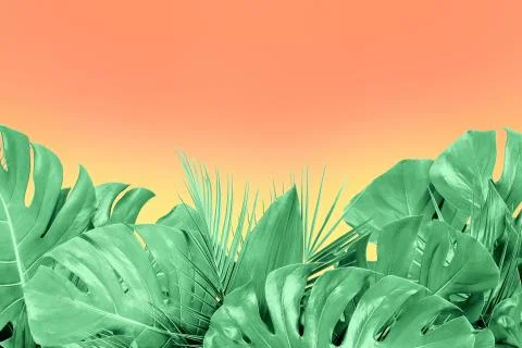 Mint colored close up of various fresh tropical leaves on coralbackground Stock Photos