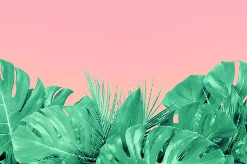 Mint colored close up of various fresh tropical leaves on pink background Stock Photos