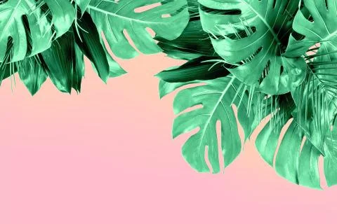 Mint colored close up of various fresh tropical leaves on pink background Stock Photos