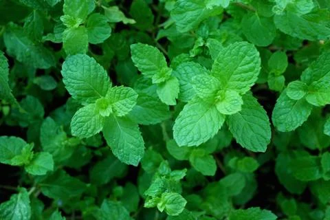 Mint Cutting Foto stock