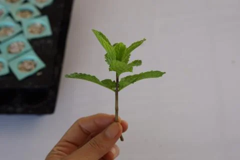 Mint Cutting Foto stock