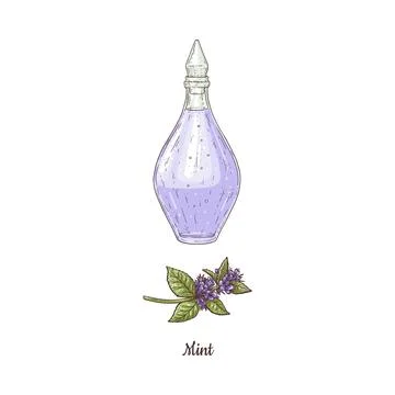 Mint essential oil for aromatherapy vector watercolor sketch. Peppermint perfume Stock Illustration