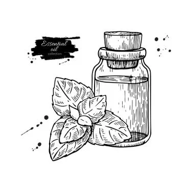 Mint essential oil bottle and peppermint leaves hand drawn vector illustratio Stock Illustration