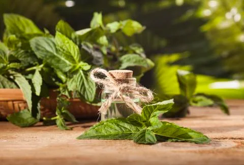 Mint Essential Oil Stock Photos