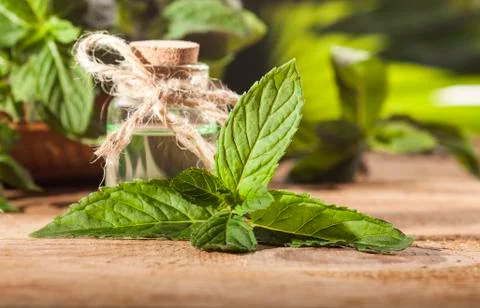 Mint Essential Oil Stock Photos