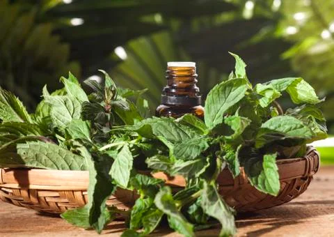 Mint Essential Oil Foto stock
