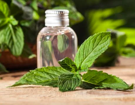 Mint Essential Oil Stock Photos