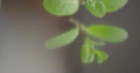 Mint falls on a mirror surface Stock Footage 198936481