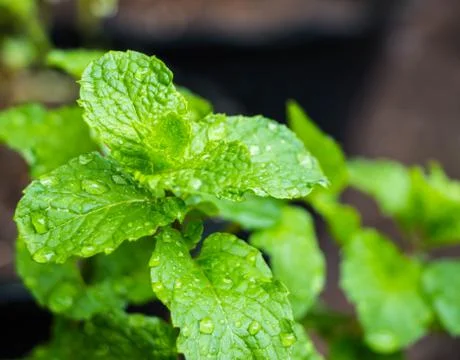 Mint in field Stock Photos
