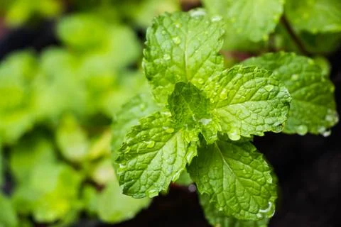 Mint in field Stock Photos